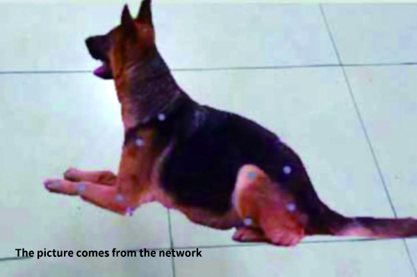 A dog with a motion capture marker