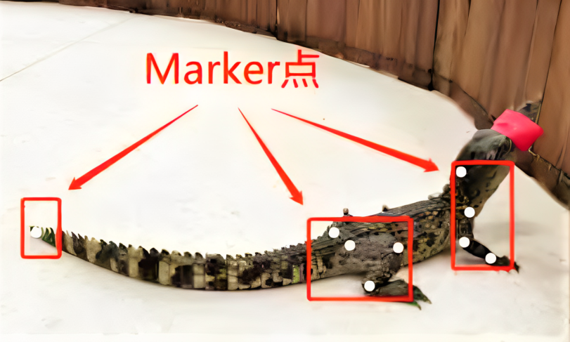 Experimental specimen with tracking markers