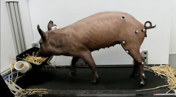 Motion-capture experiment on experimental pig with BCI implant