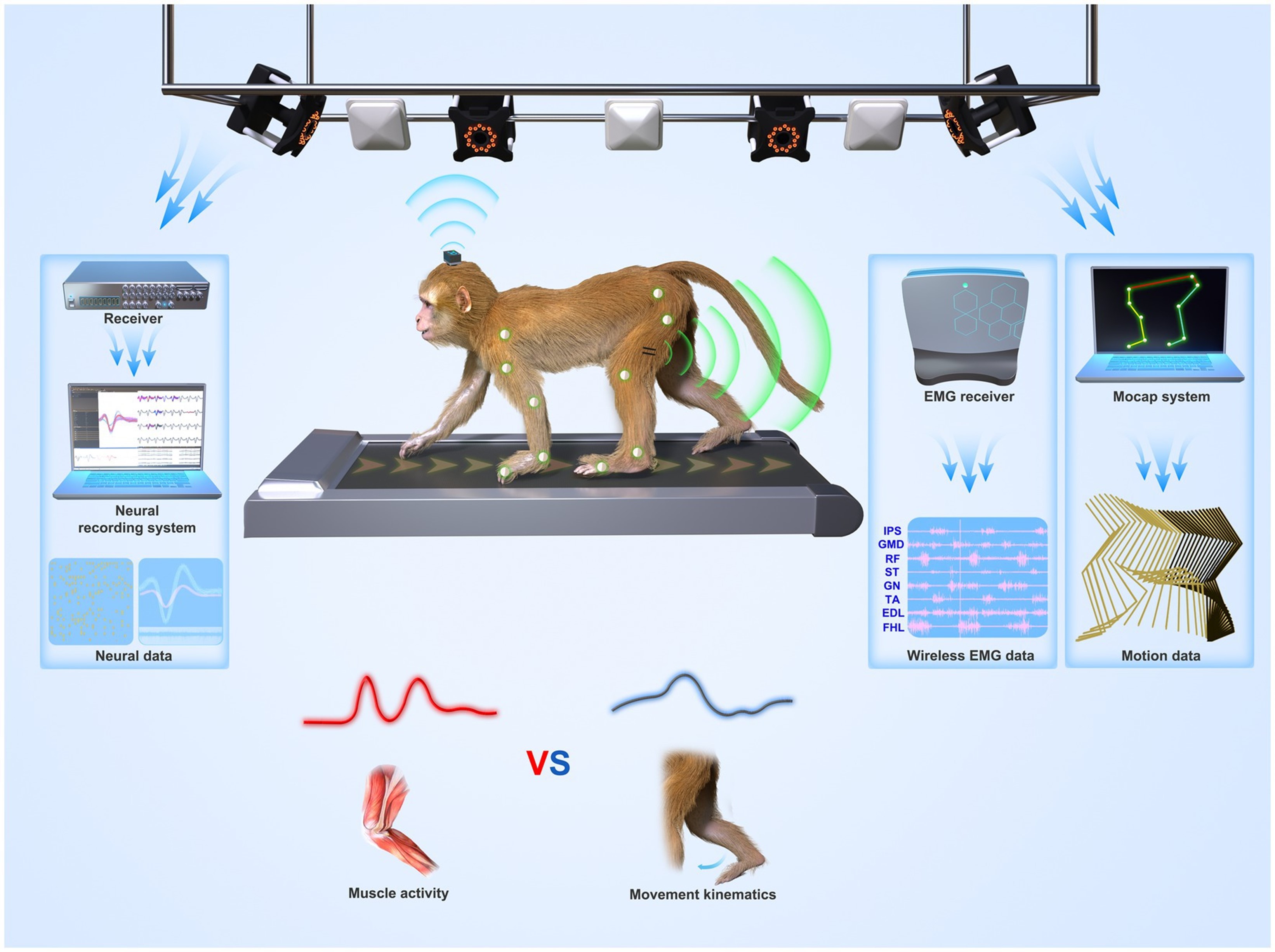 Figure 3. Free-moving macaque monkey gait experiment setup.