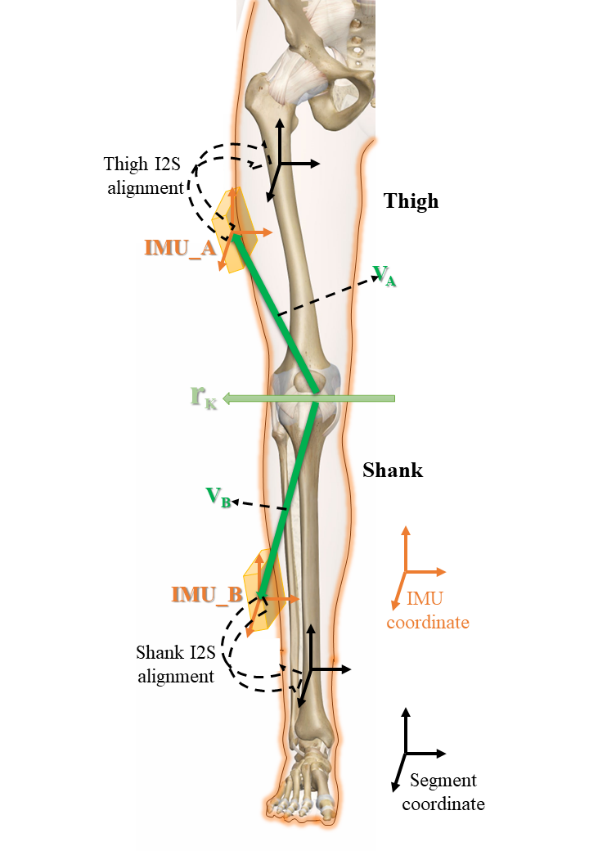 Schematic diagram of IMU and limb coordinate alignment