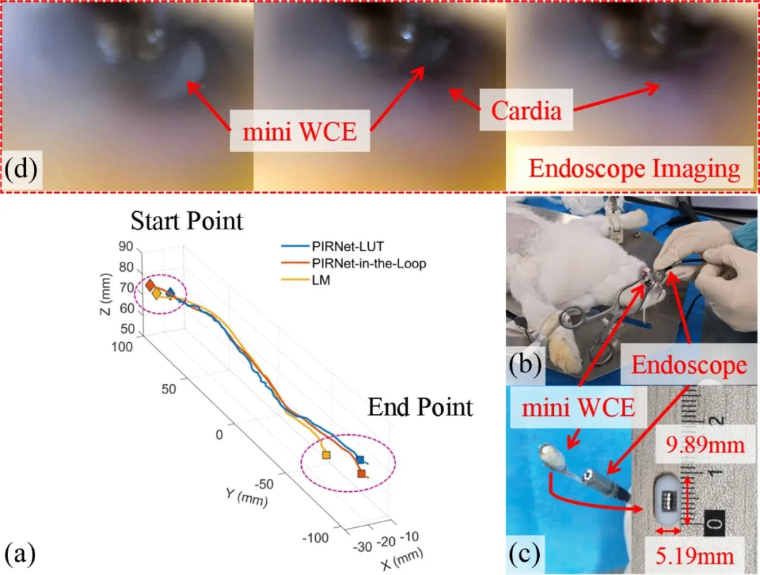 In vivo capsule endoscopy magnetic localization results in a New Zealand White rabbit model
