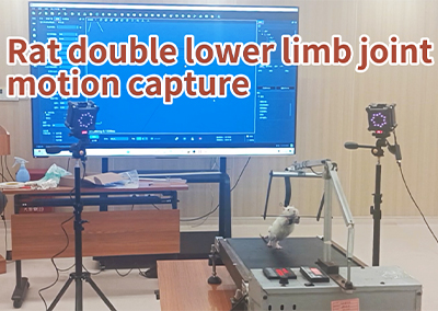 Съемка движения суставов нижних конечностей крысы